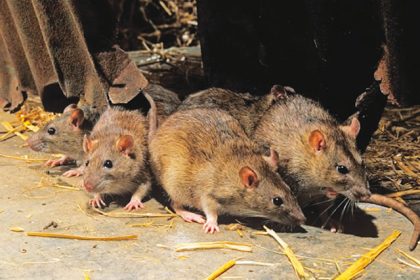 Lassa fever