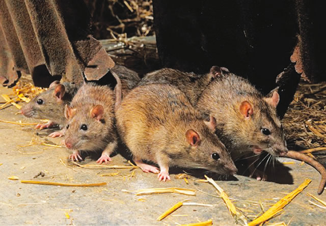 Lassa fever